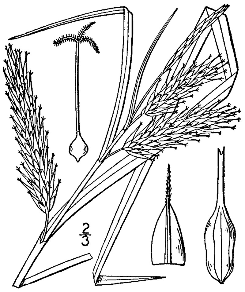 Schweinitz's Sedge photo 2