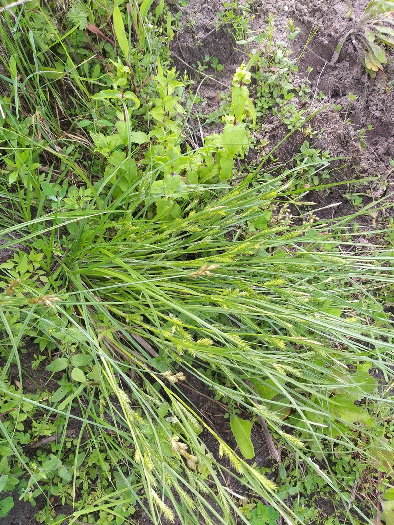 Rye Sedge photo 2