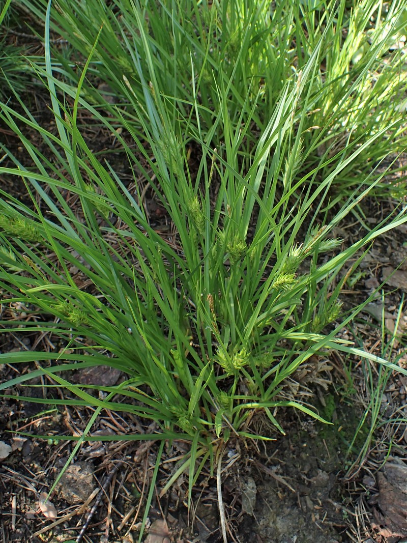 Rye Sedge