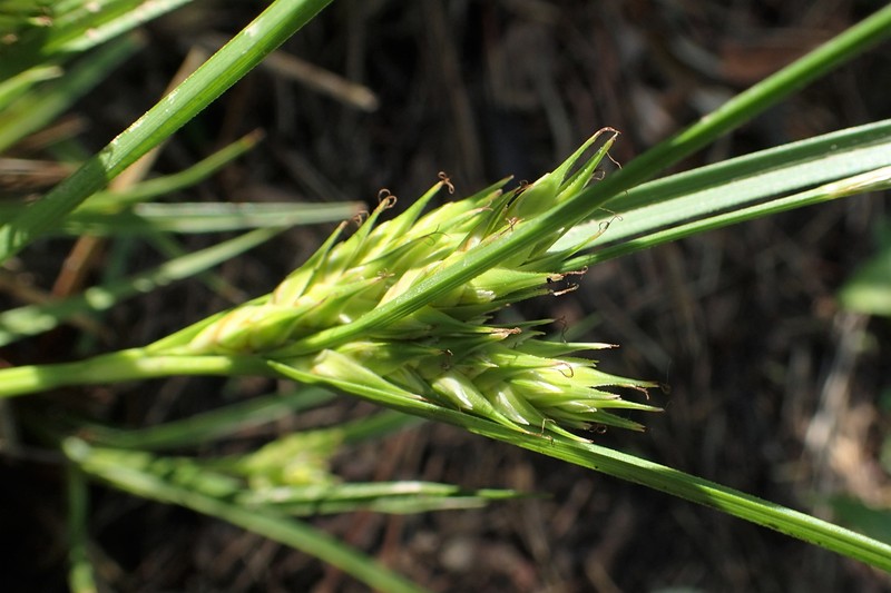 Rye Sedge photo 3