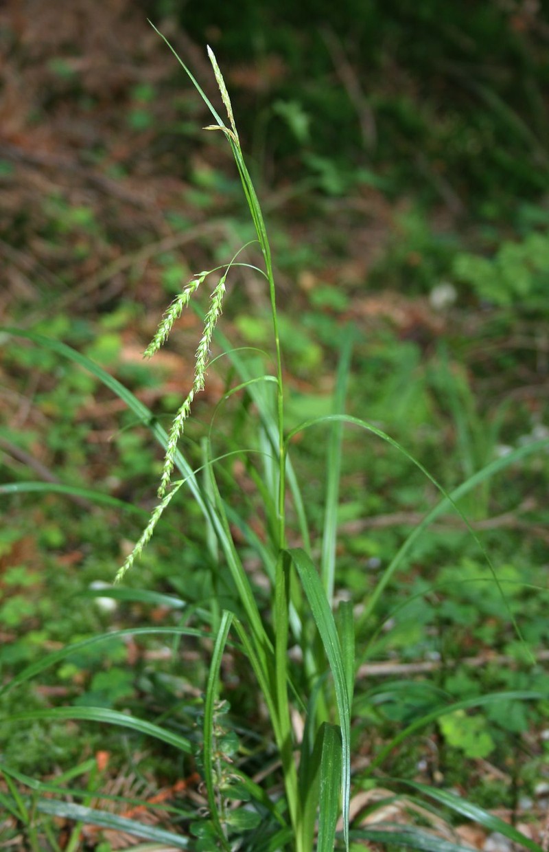European Woodland Sedge