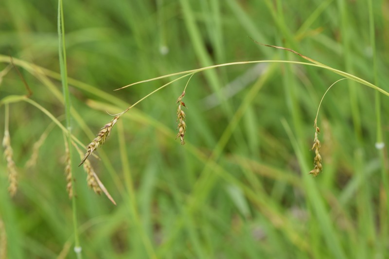 European Woodland Sedge photo 2