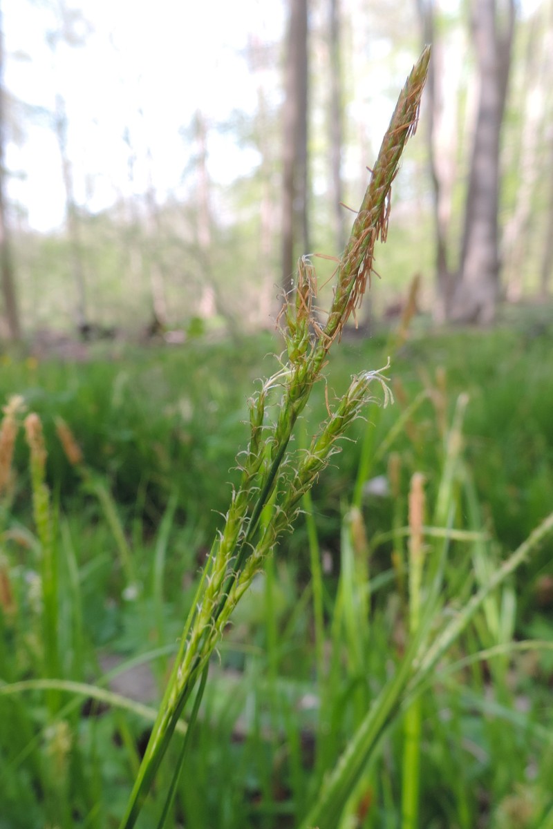 European Woodland Sedge photo 3
