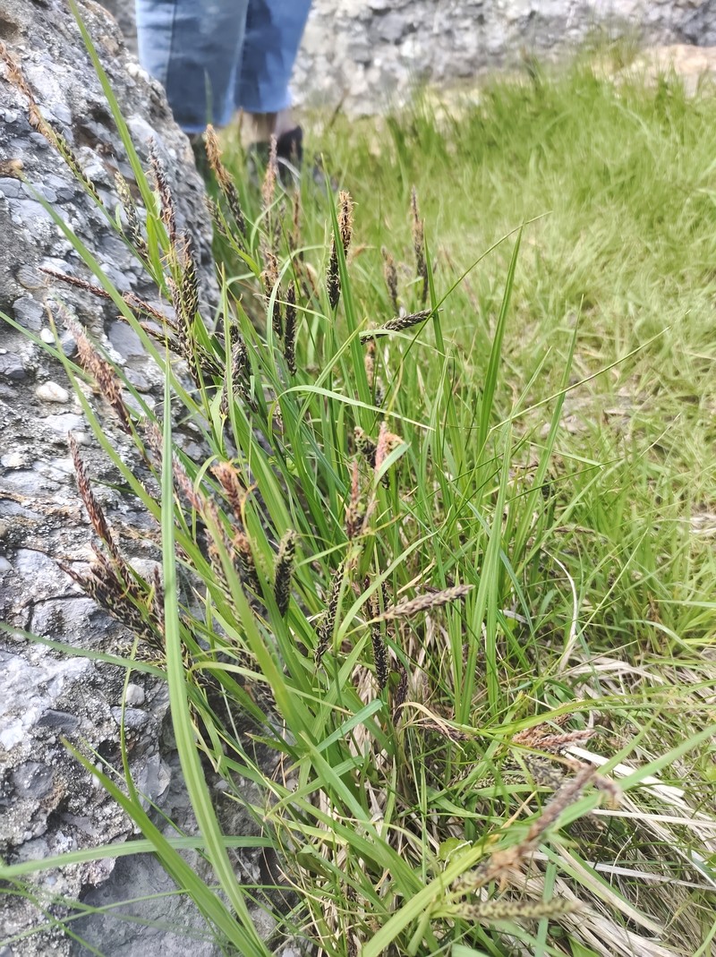 Sedge photo 2