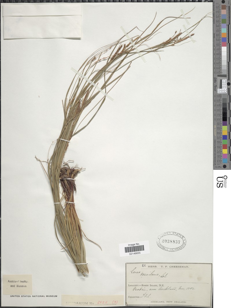 Sedge