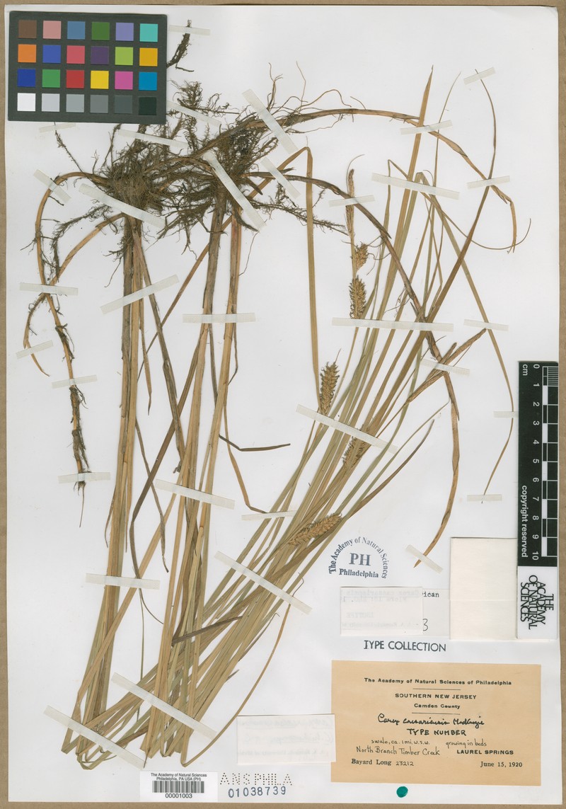 Sedge photo 3