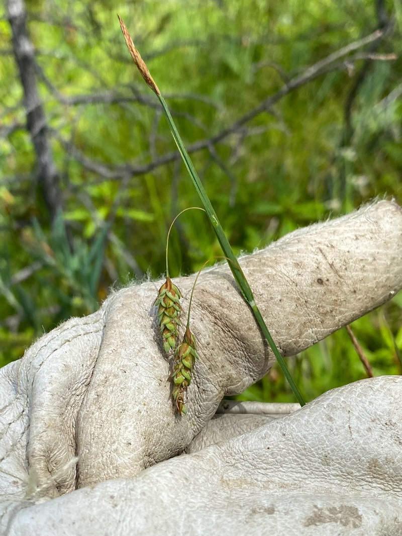 Connect Sedge