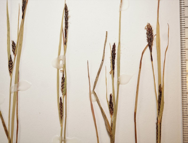 Sedge