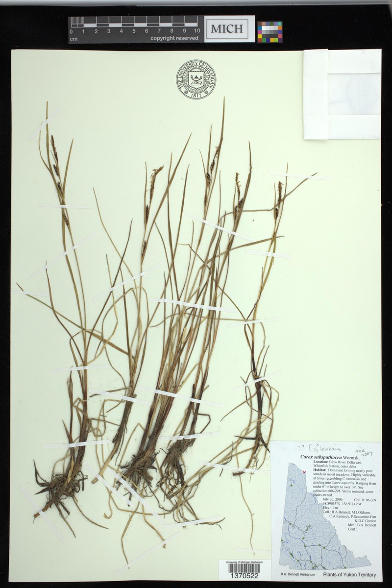 Sedge photo 6