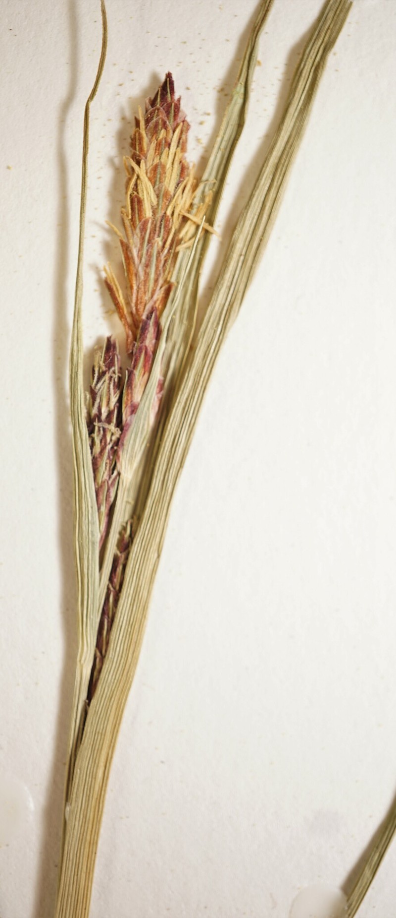 Carex × flavicans nothovar. flavicans photo 2