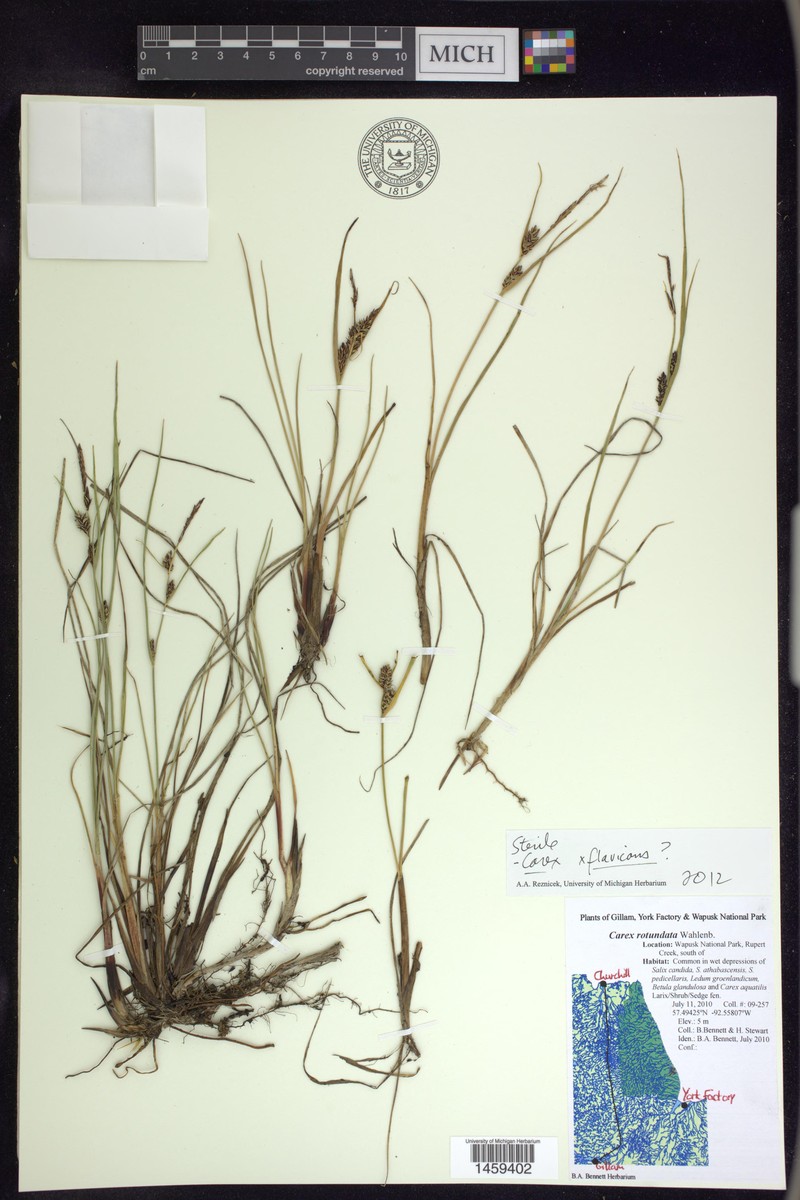 Carex × flavicans nothovar. flavicans photo 3