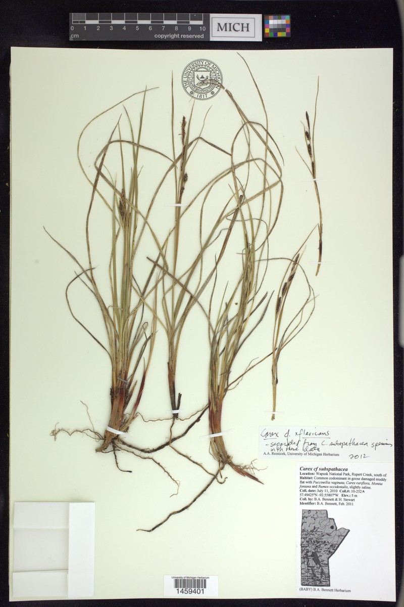 Carex × flavicans nothovar. flavicans photo 4