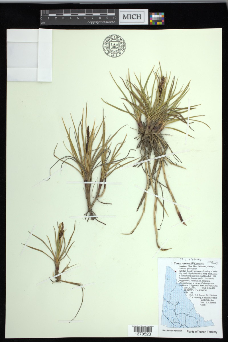 Carex × flavicans nothovar. flavicans photo 7
