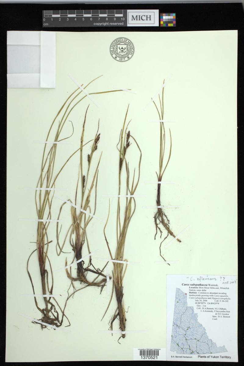 Carex × flavicans nothovar. flavicans photo 8
