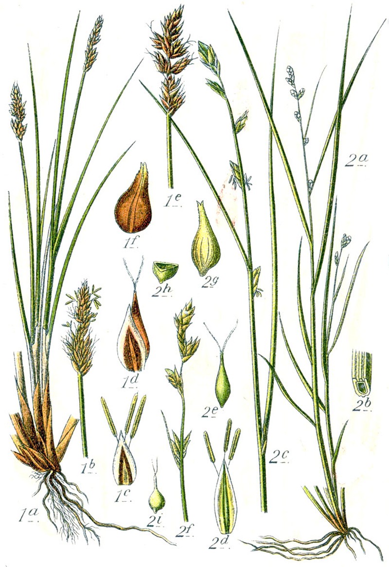 Sedge photo 8