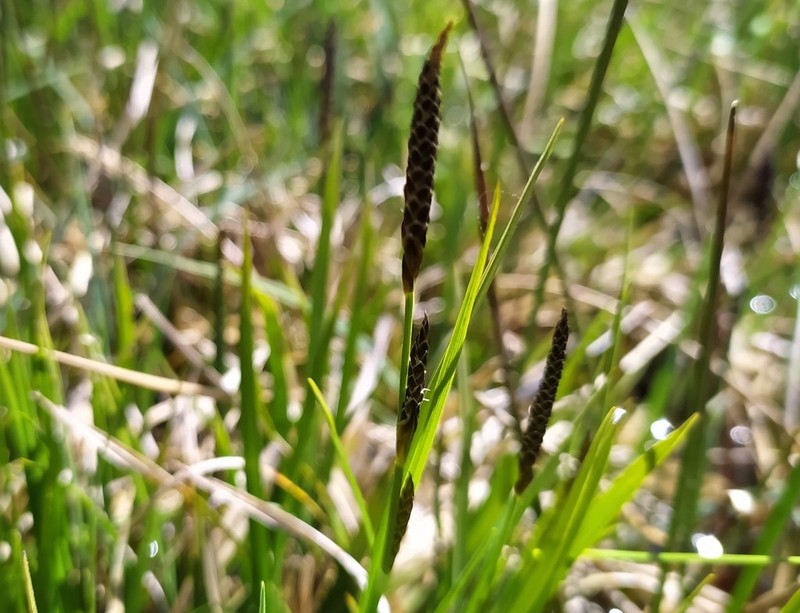 Carex × halophila