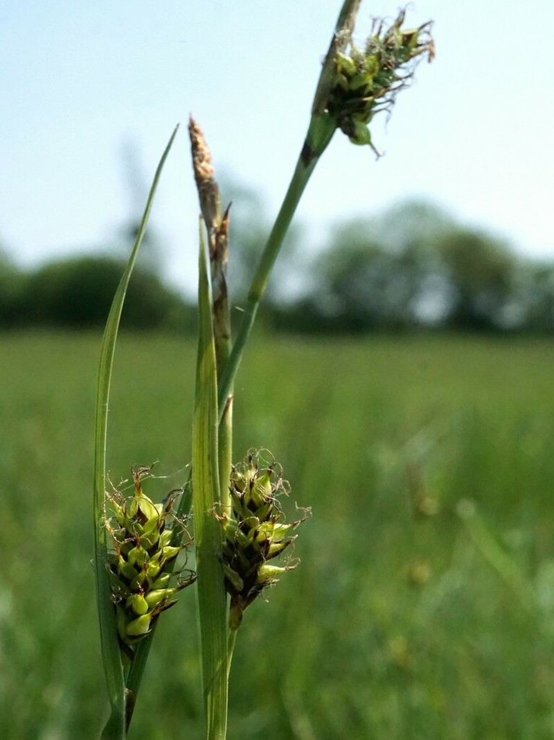 Carex × halophila photo 2