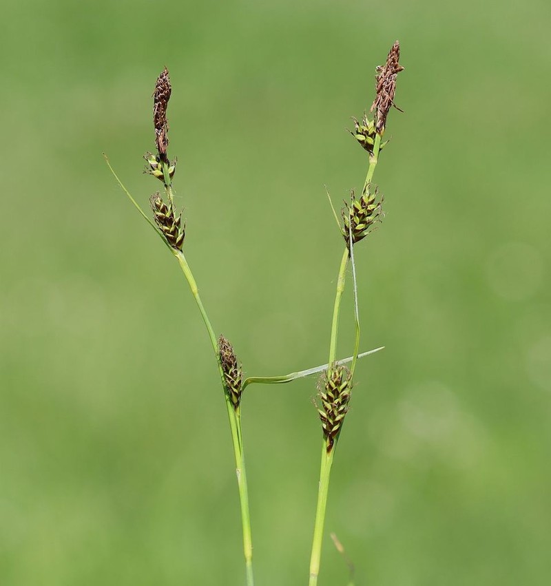 Carex × halophila photo 3