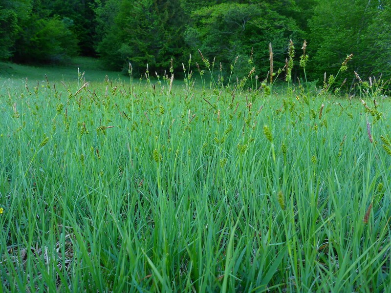 Carex × halophila photo 4