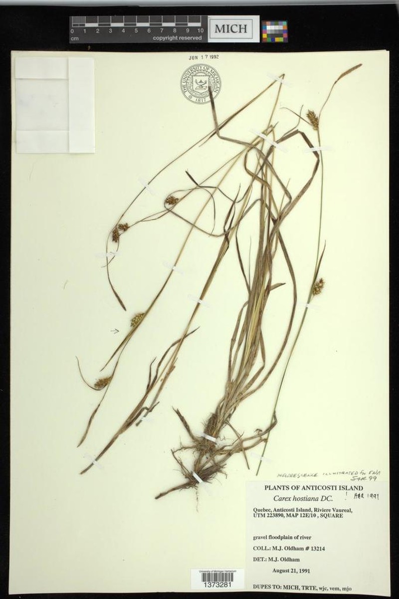 Carex × halophila photo 5
