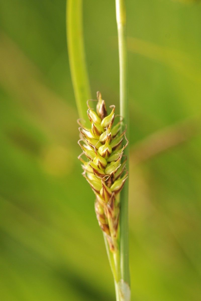 Carex × halophila photo 6