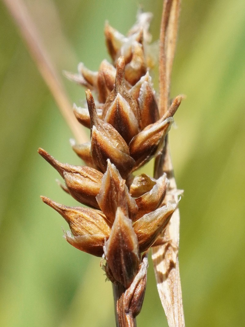 Carex × halophila photo 7