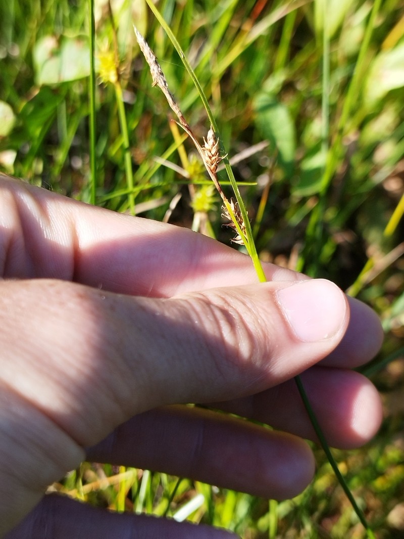 Carex × halophila photo 8