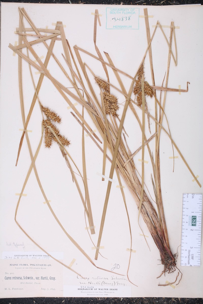 Sedge