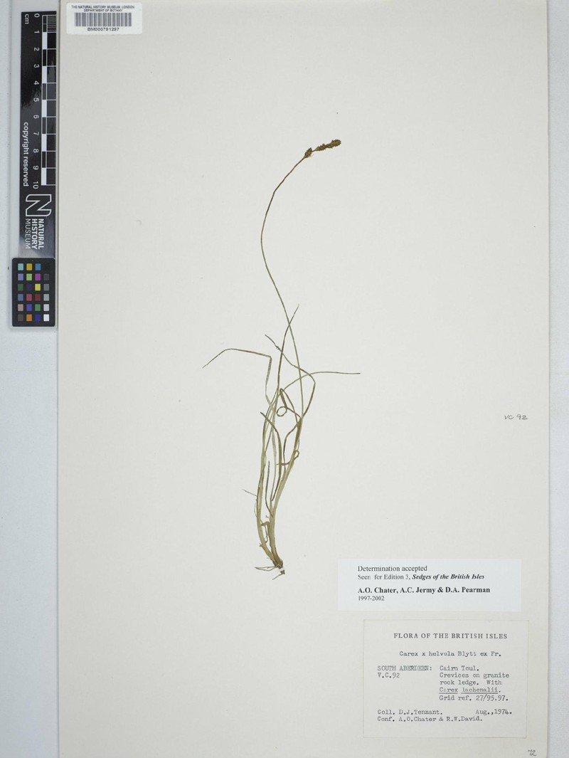 Sedge