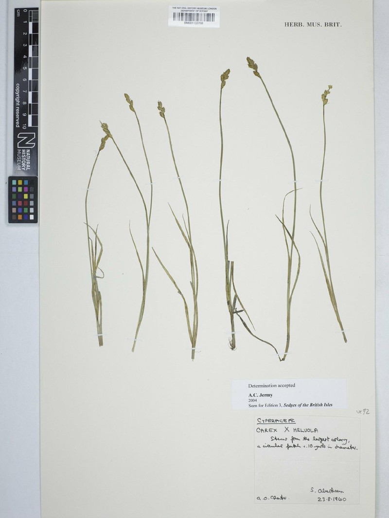 Sedge photo 2