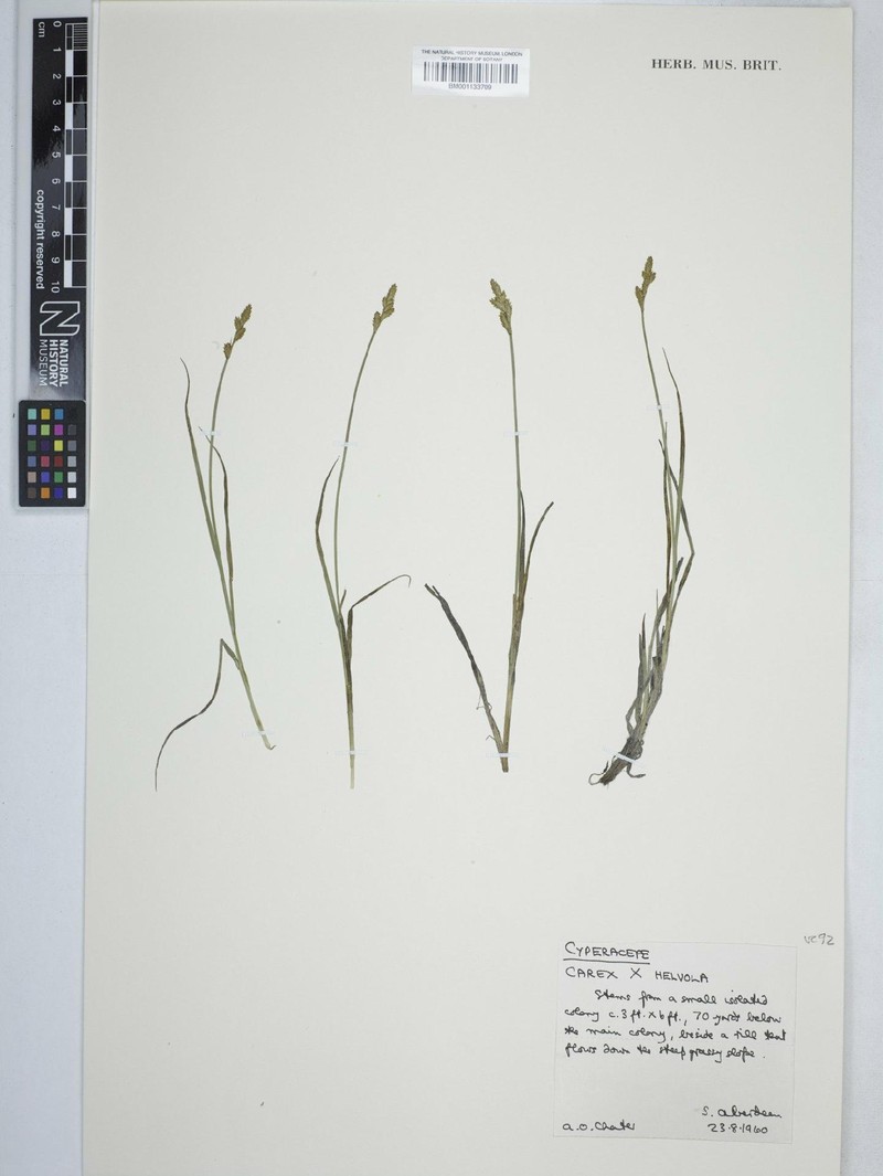Sedge photo 3