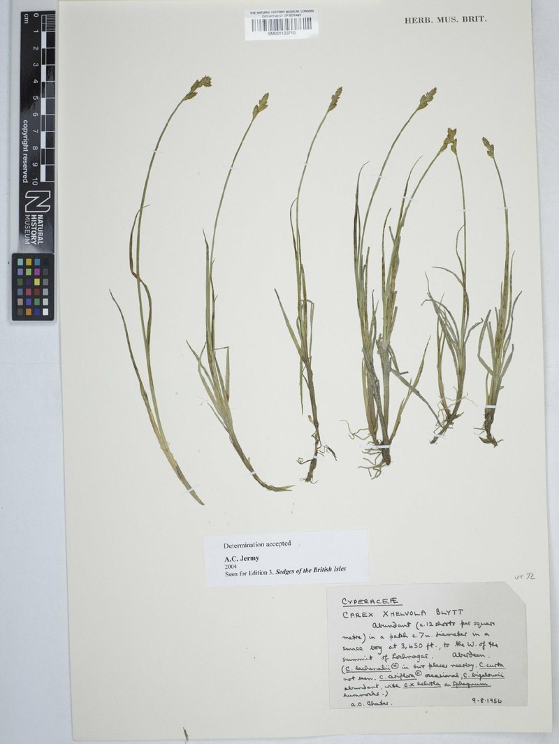 Sedge photo 4