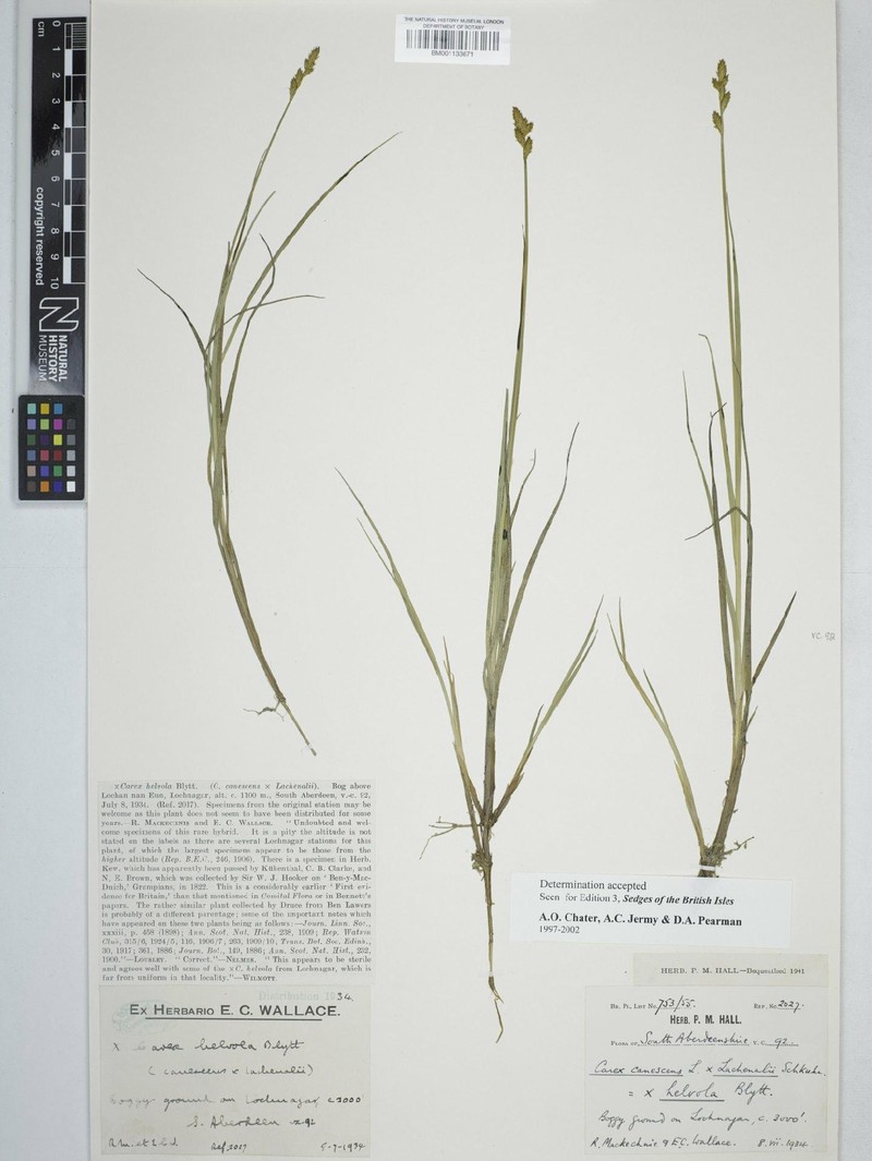 Sedge photo 5