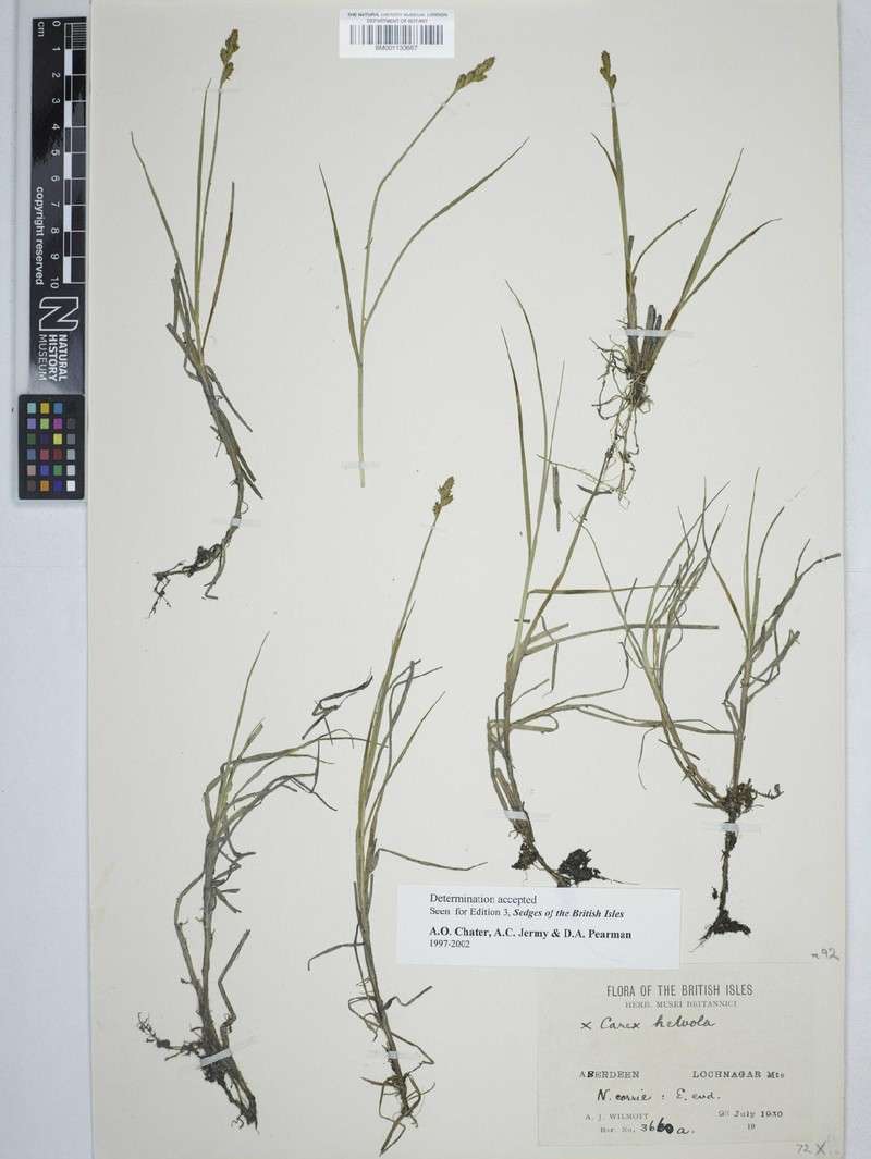Sedge photo 6