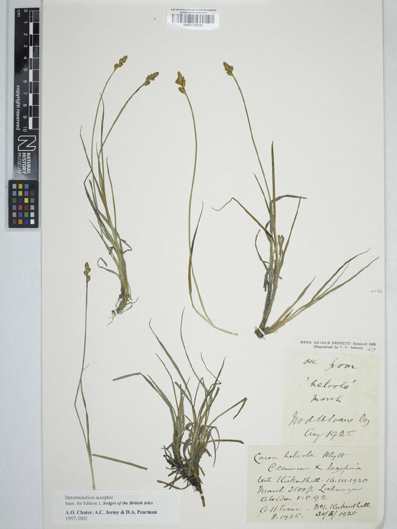Sedge photo 7