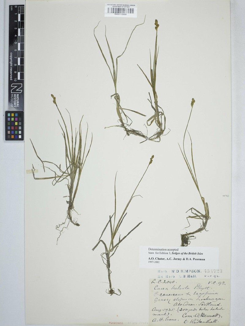 Sedge photo 8