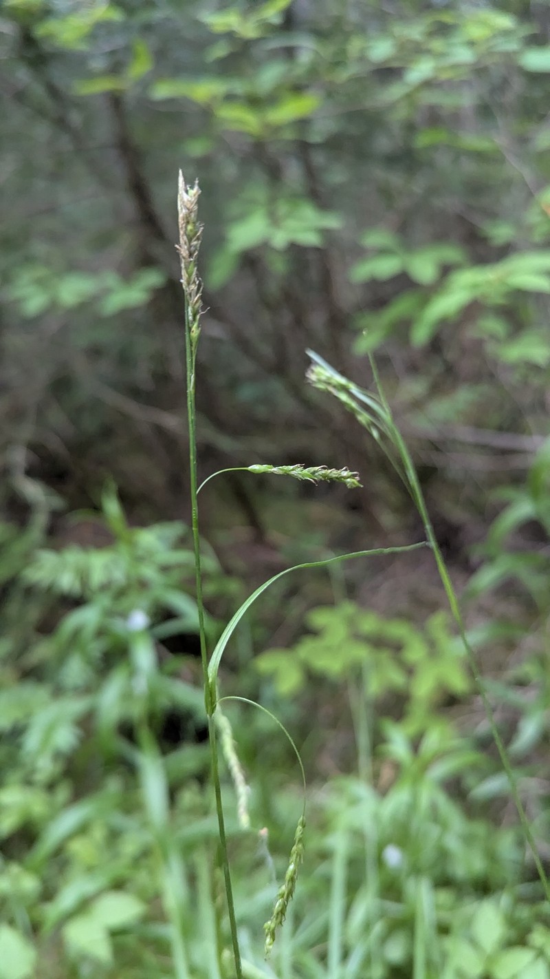 Sedge
