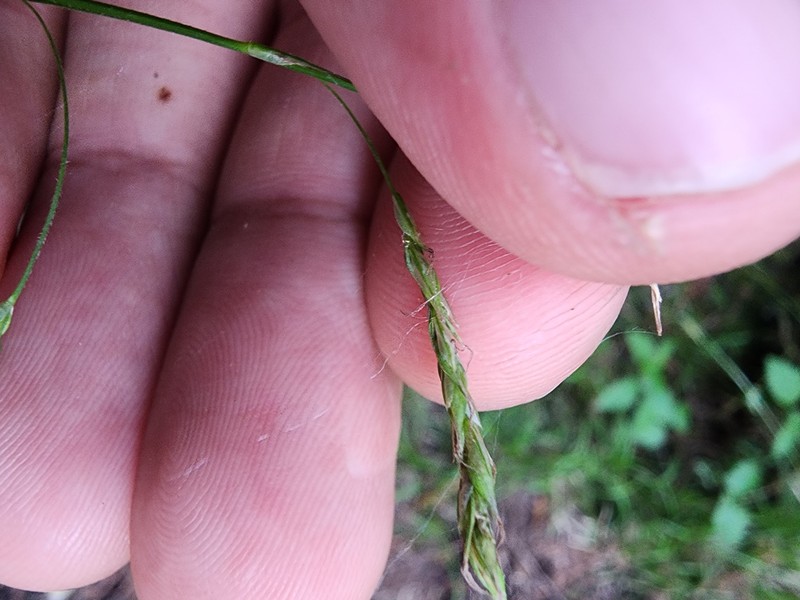 Sedge photo 2