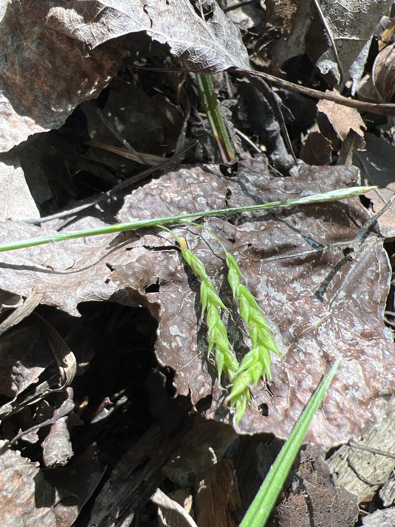 Sedge photo 3