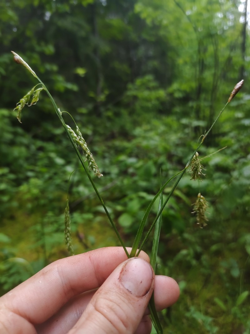 Sedge photo 4