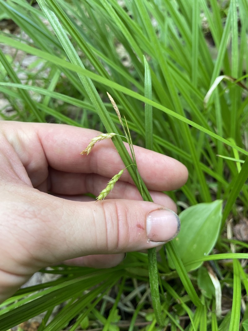 Sedge photo 5