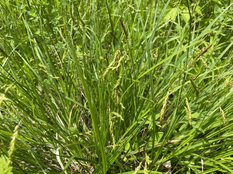 Sedge photo 6