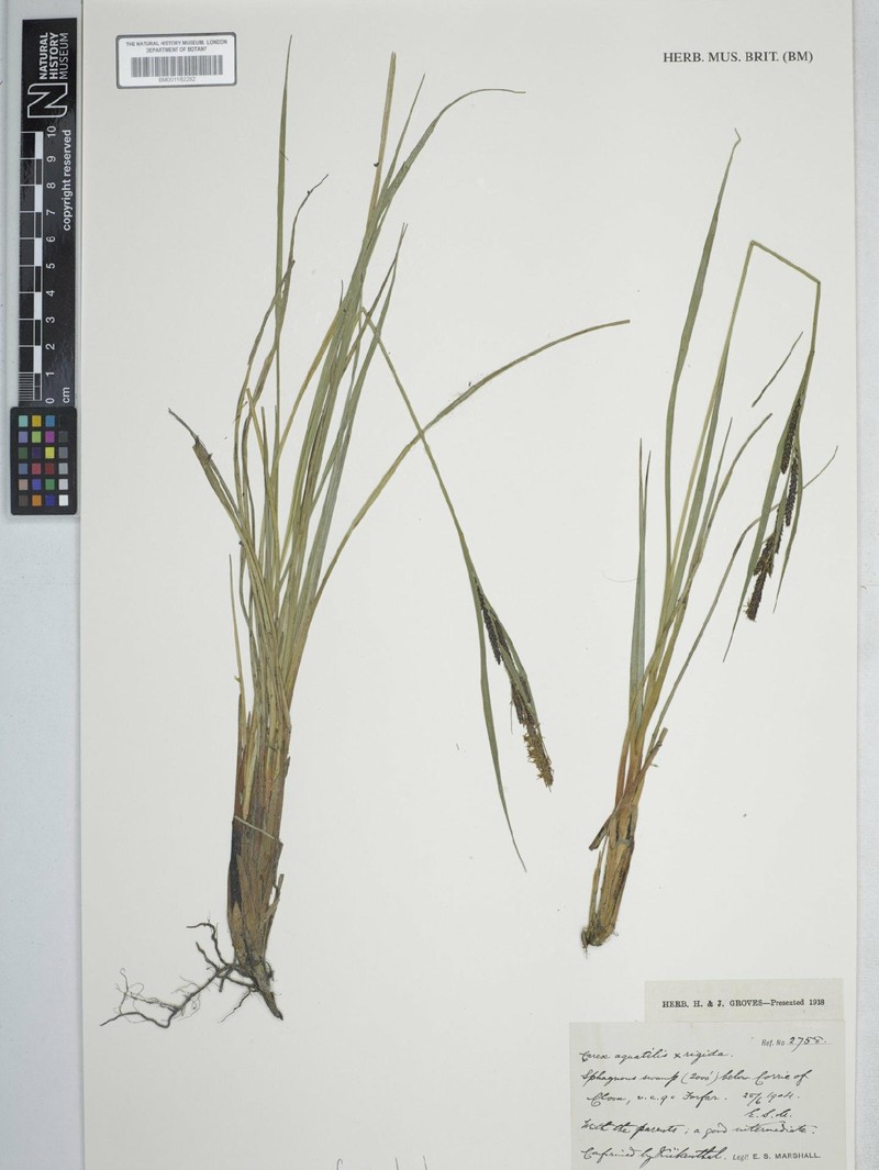Sedge
