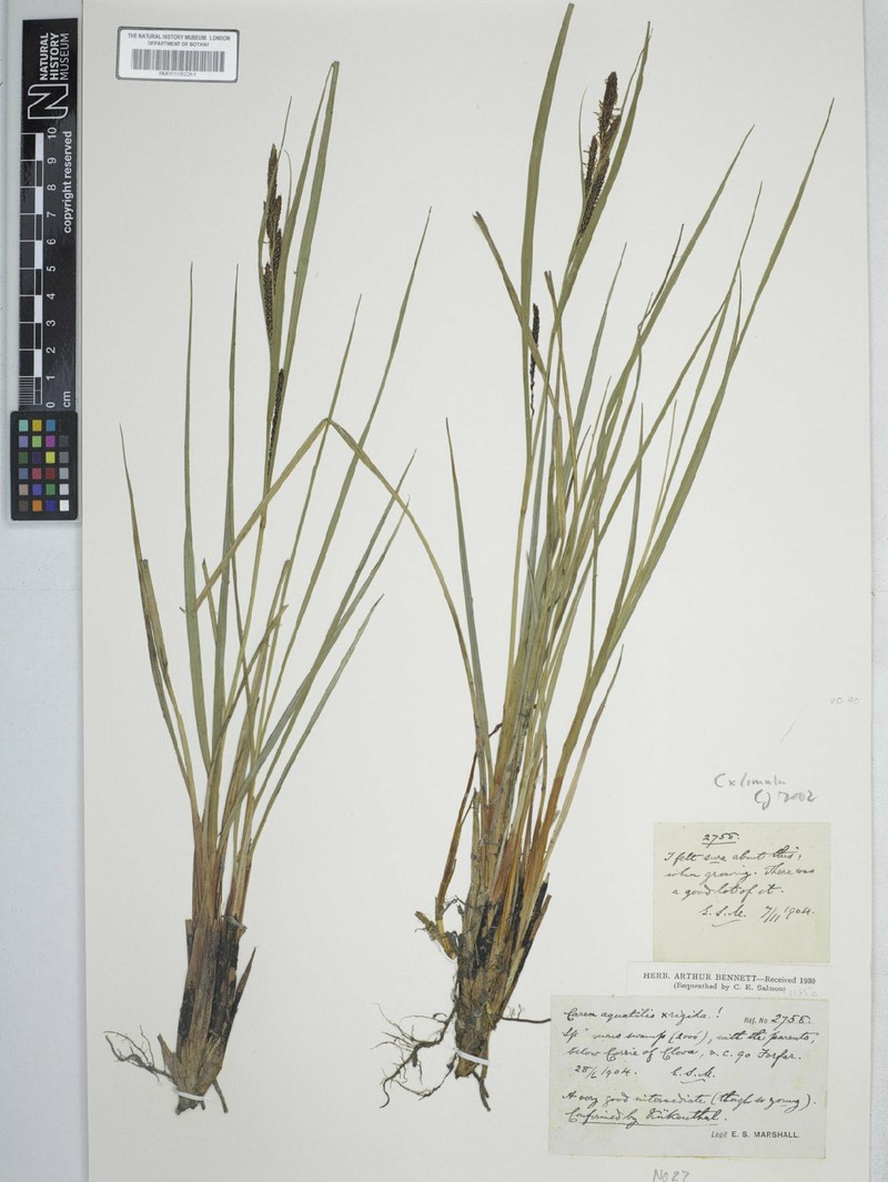 Sedge photo 2