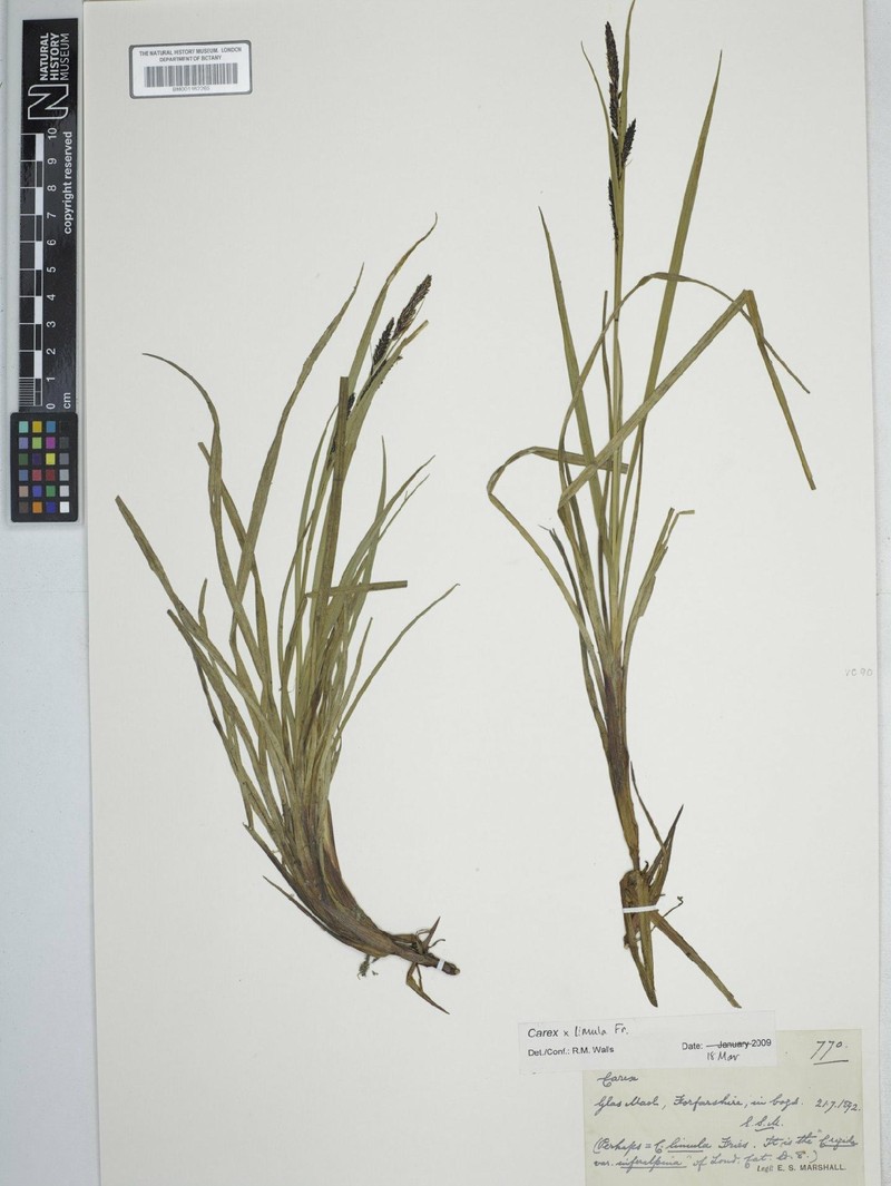 Sedge photo 3