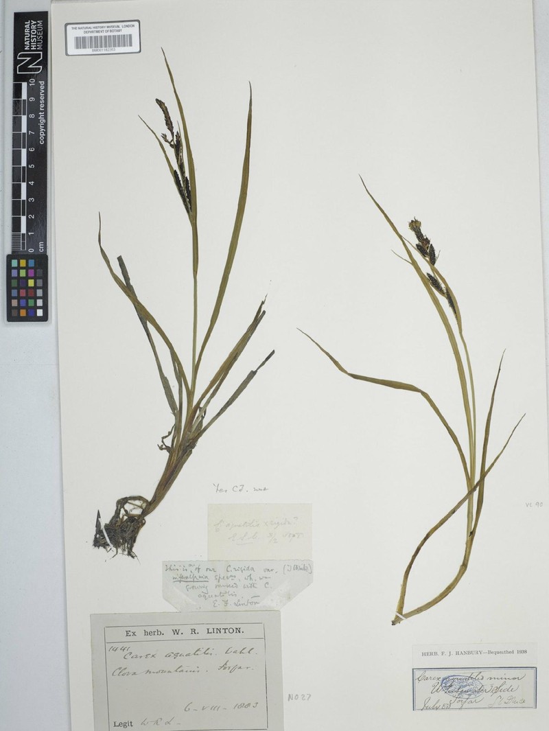 Sedge photo 5