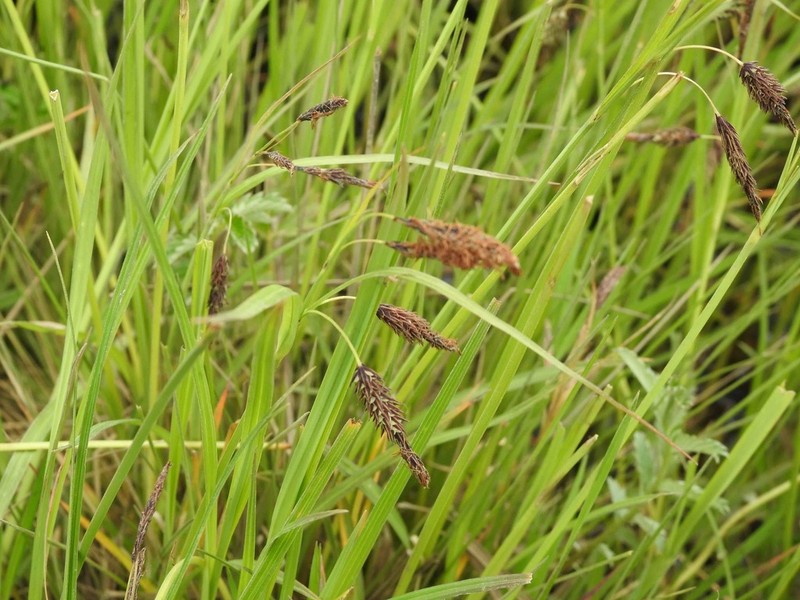 Carex × macounii photo 6