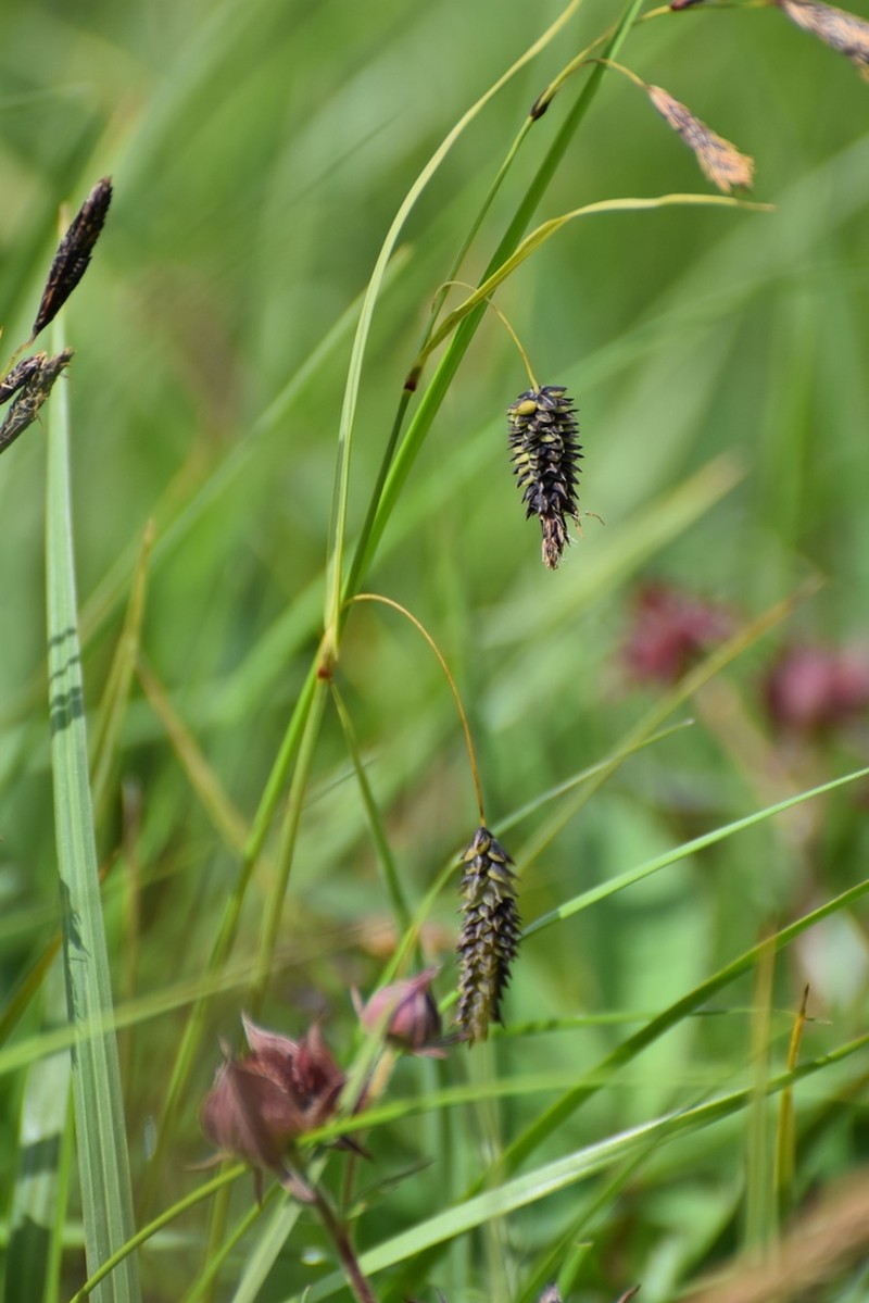 Carex × macounii photo 7