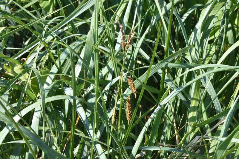 Carex × macounii photo 8