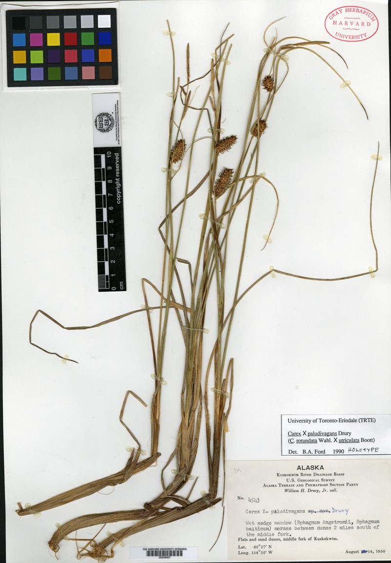Sedge